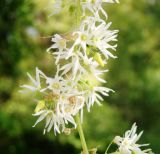 Echinocystis lobata. Фрагмент соцветия. Пензенская обл., Каменский р-н, окр. с. Владыкино, пойма р. Малый Атмис, заросли кустарников. 10 августа 2016 г.