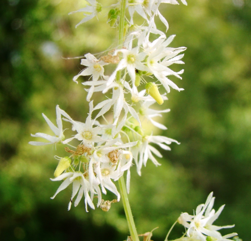 Изображение особи Echinocystis lobata.