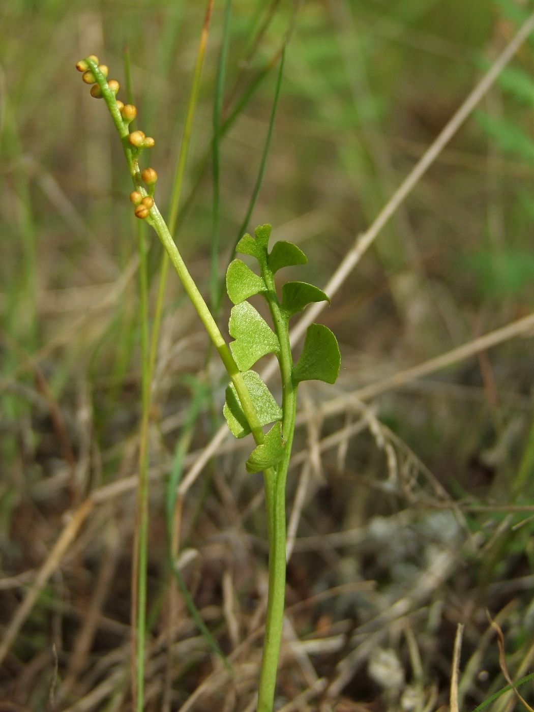 Изображение особи Botrychium lunaria.