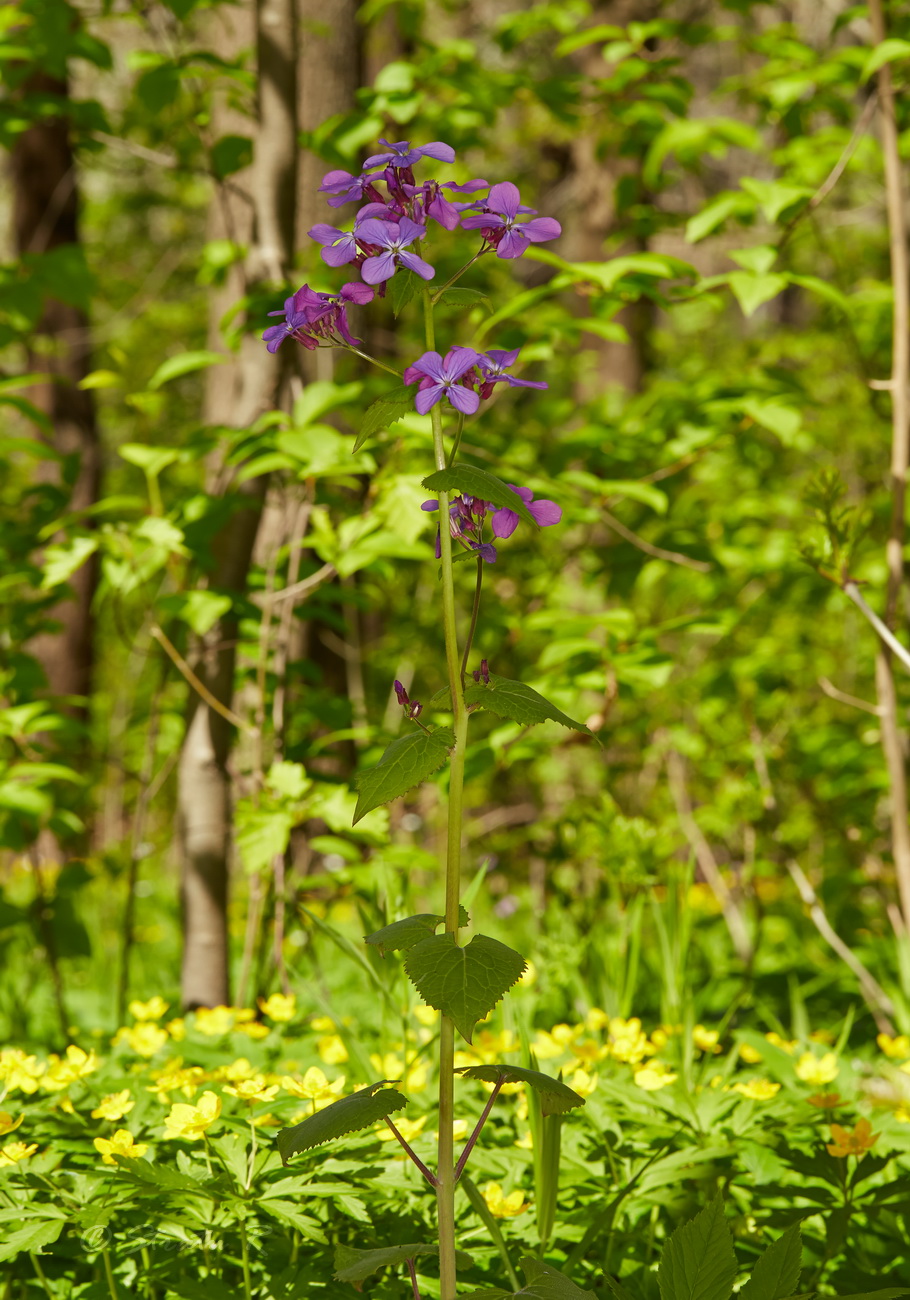 Image of Lunaria annua specimen.