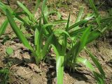 Colchicum umbrosum