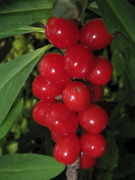 Image of Daphne mezereum specimen.