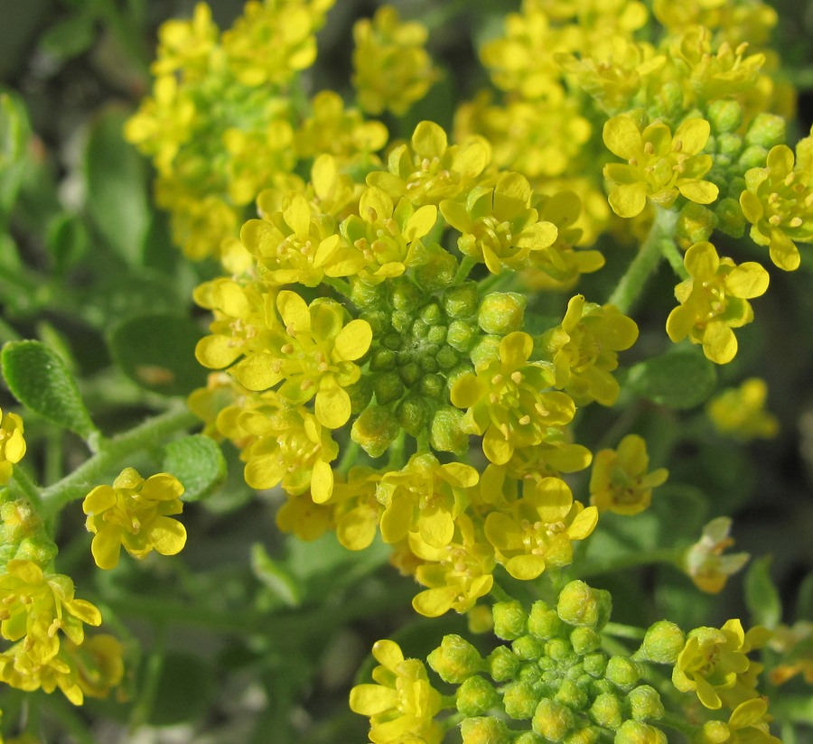 Изображение особи Alyssum obtusifolium.