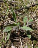 genus Hieracium
