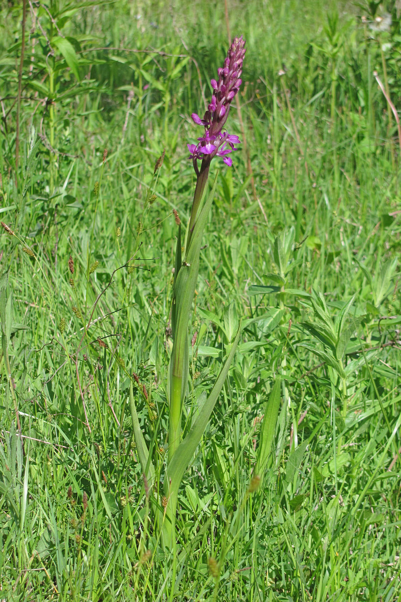 Изображение особи Anacamptis laxiflora ssp. elegans.