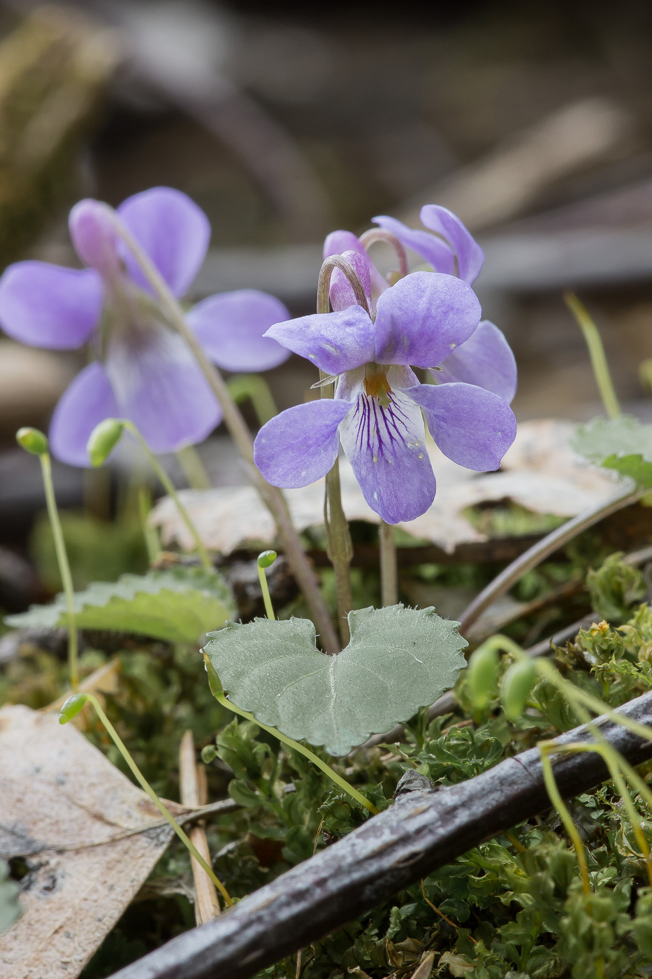 Image of Viola selkirkii specimen.