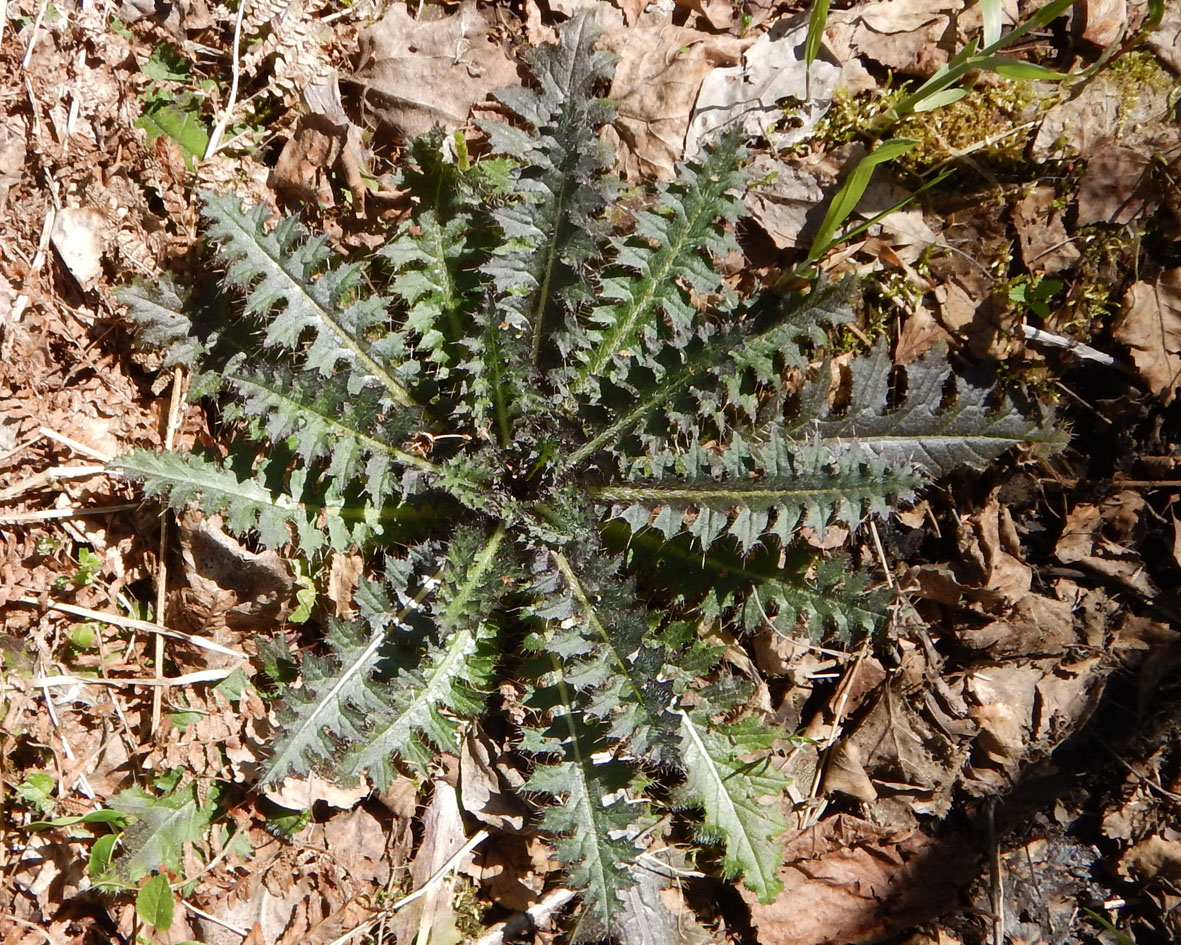 Image of Cirsium palustre specimen.