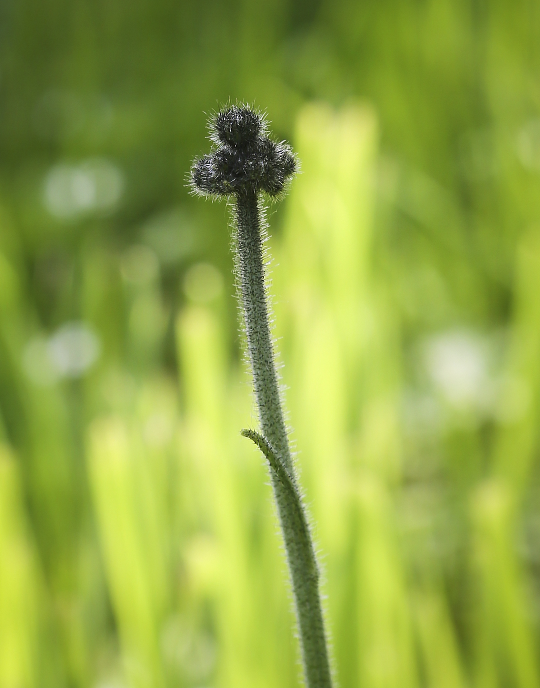 Image of genus Pilosella specimen.