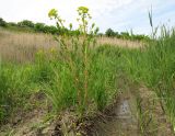 Euphorbia palustris