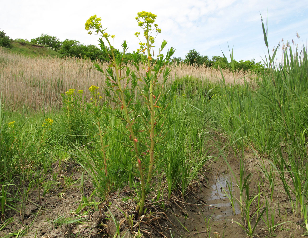 Image of Euphorbia palustris specimen.