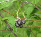 Rhodotypos scandens