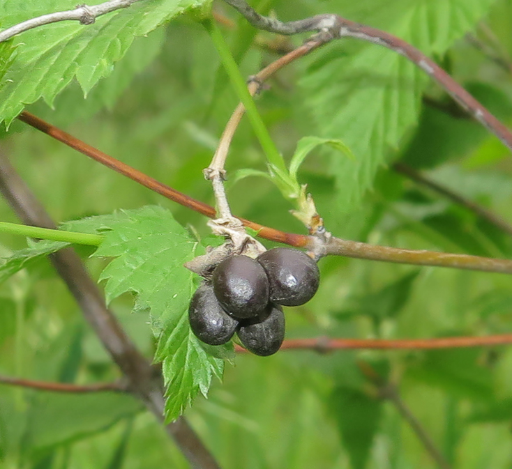 Image of Rhodotypos scandens specimen.