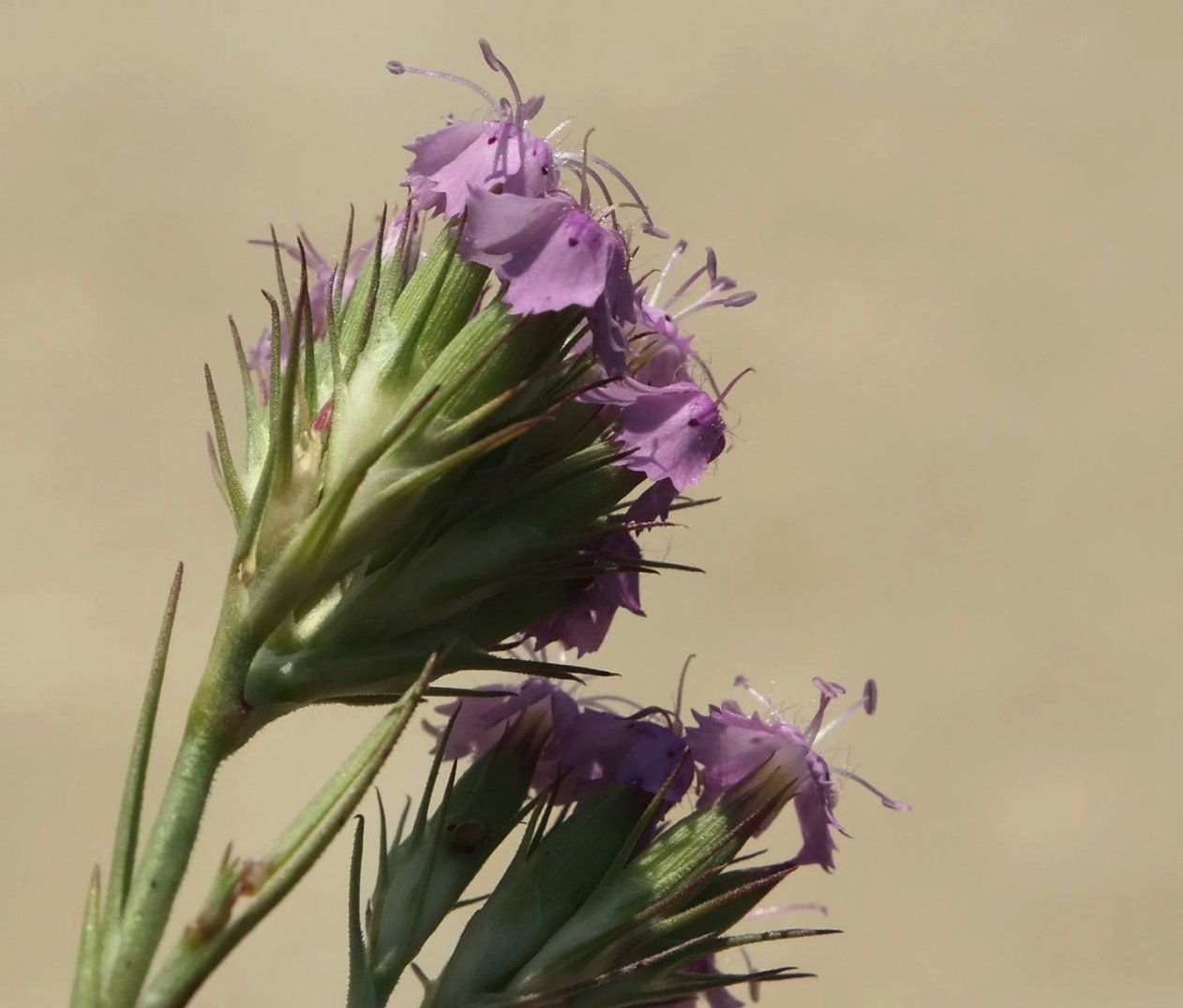 Изображение особи Dianthus pseudarmeria.