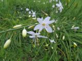 Anthericum ramosum