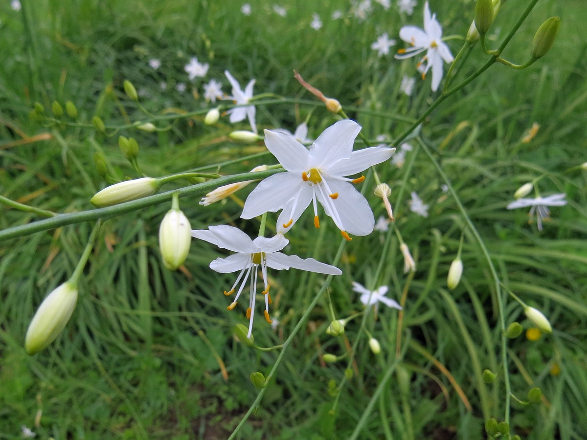 Изображение особи Anthericum ramosum.