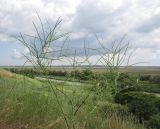 Sisymbrium altissimum