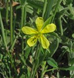 Helianthemum lasiocarpum. Цветок. Крым, Карадагский заповедник, пожарная тропа. 19 мая 2017 г.