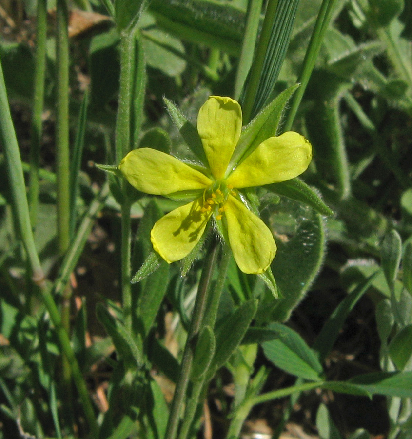 Изображение особи Helianthemum lasiocarpum.