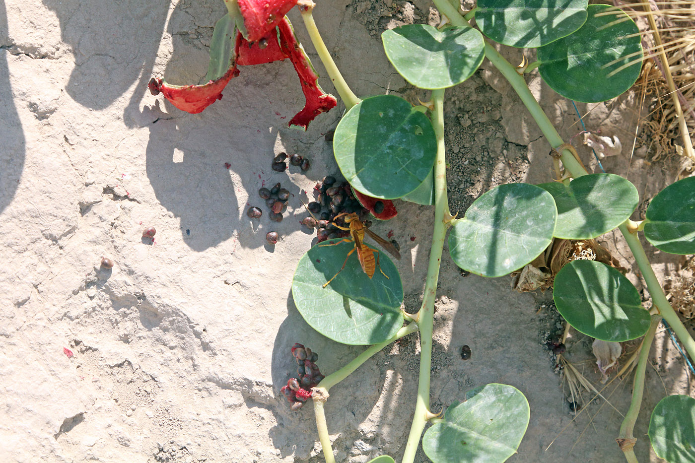 Image of Capparis herbacea specimen.