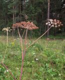 Angelica sylvestris. Верхушка плодоносящего растения. Алтайский край, г. Барнаул, окр. пос. Южный, просека в ленточном бору из Pinus sylvestris. 9 августа 2017 г.