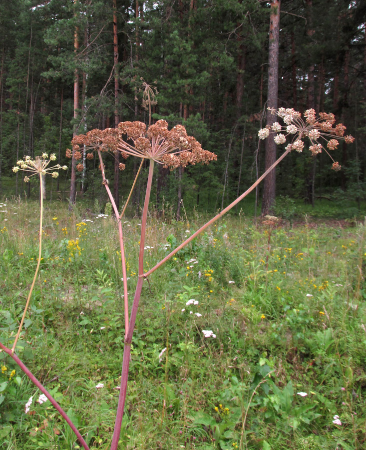 Изображение особи Angelica sylvestris.