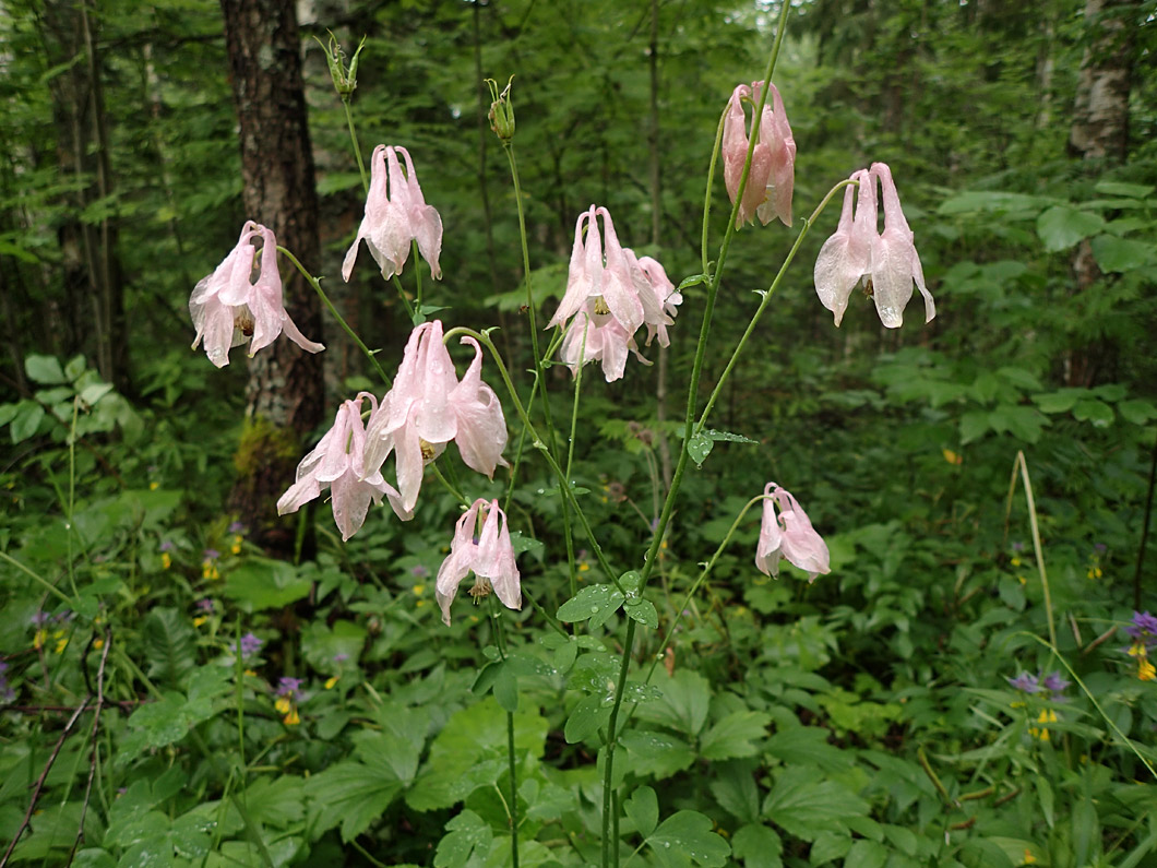 Изображение особи Aquilegia vulgaris.