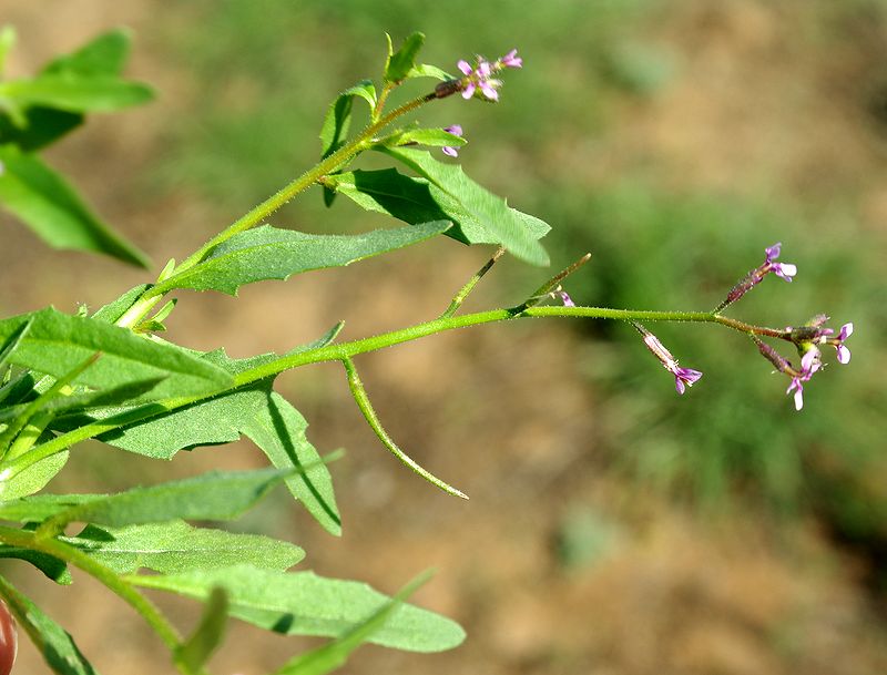 Изображение особи Chorispora tenella.