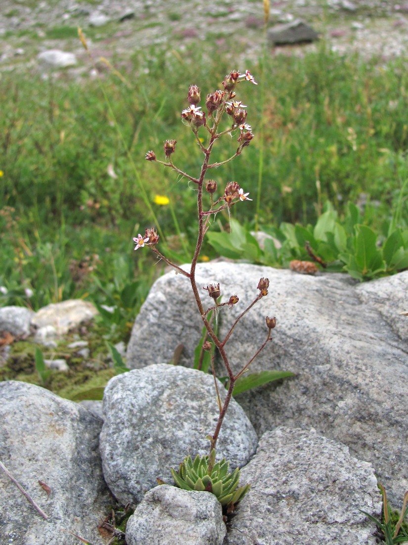 Image of Saxifraga cartilaginea specimen.