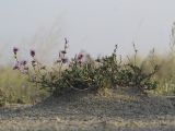 Limonium suffruticosum. Окученное ветром и опоздавшее с цветением растение. Алтайский край, Благовещенский р-н; Центральная Кулунда, восточный берег оз. Кучукское, в 2.5 км к югу от устья р. Кучук, переработанная ложбина древнего устья в разрыве восточного борта озёрной котловины; полугидроморфный галофильноразнотравно-однолетнесолянковый солончак на засолённом песчано-гравийном аллювии, снесённом вдоль плоских временных водотоков. 6 сентября 2017 г.