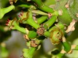 Euphorbia neriifolia. Побег с циациями. Израиль, впадина Мёртвого моря, киббуц Эйн-Геди. 27.04.2017.