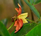 Cassia brewsteri