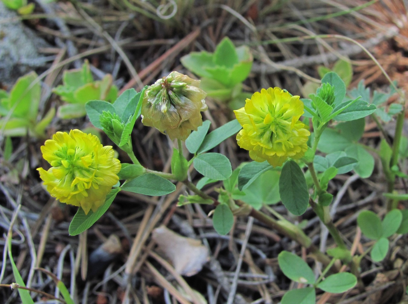 Изображение особи Trifolium aureum.