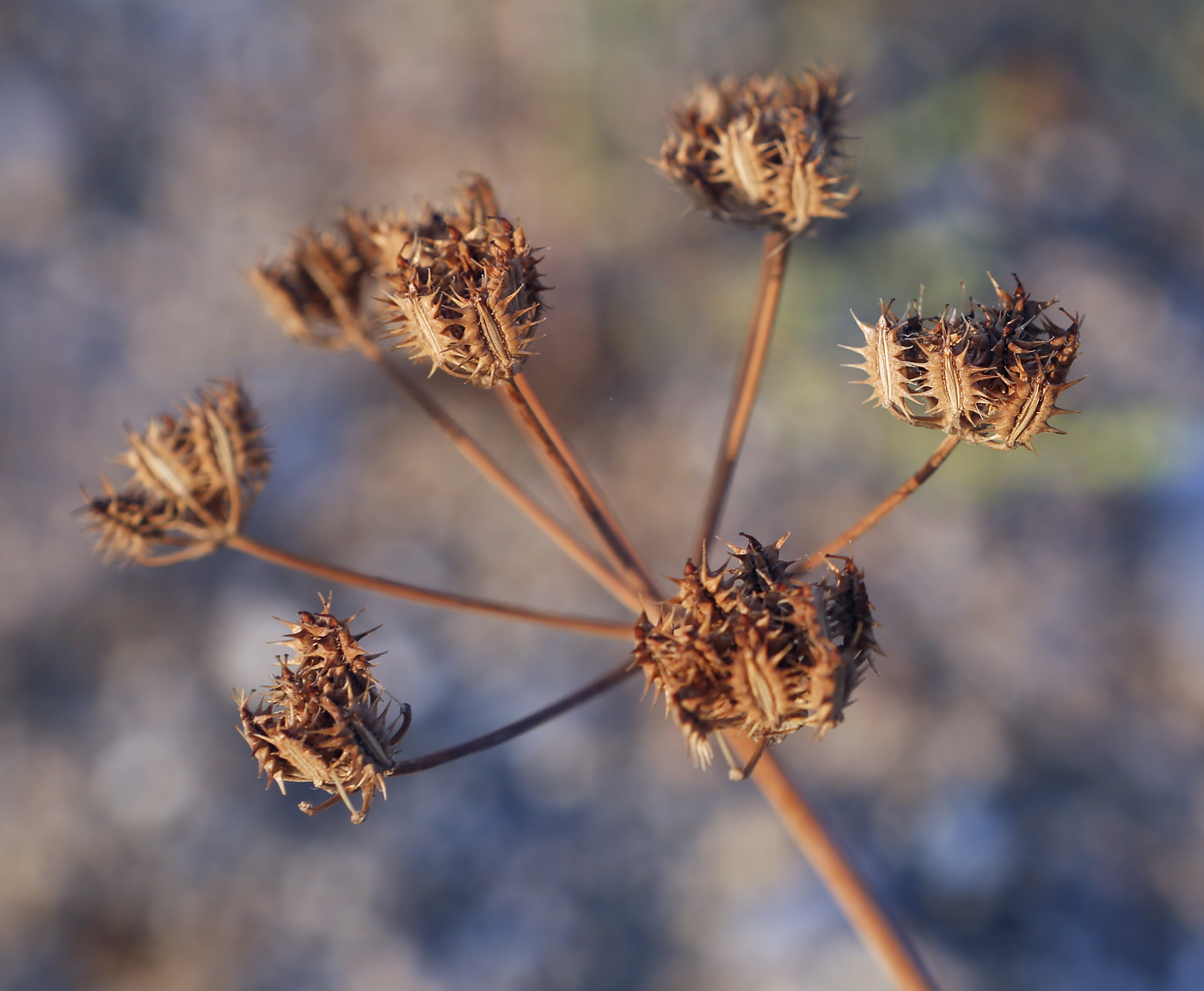 Изображение особи Astrodaucus littoralis.