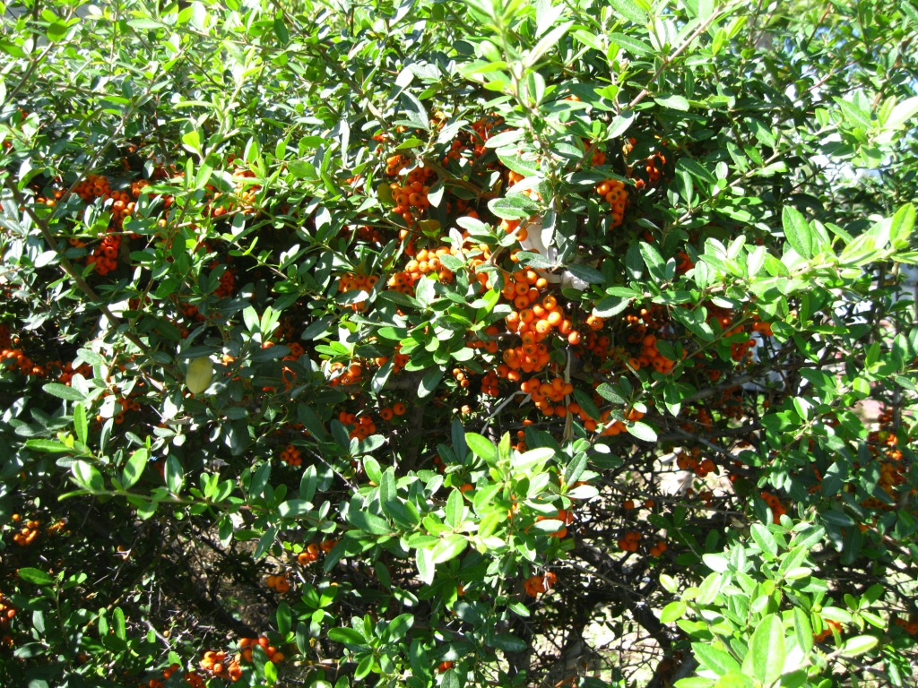 Image of Pyracantha coccinea specimen.