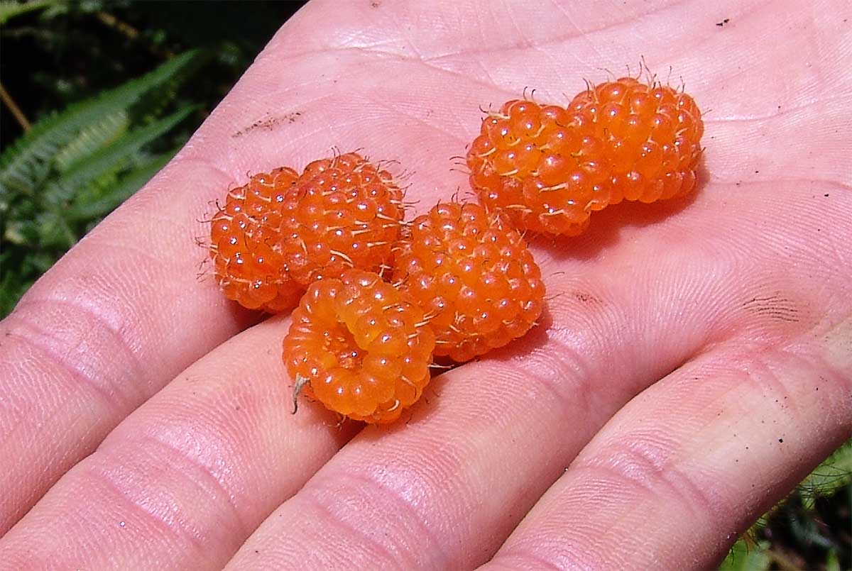 Image of Rubus lineatus specimen.