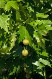 Platanus orientalis