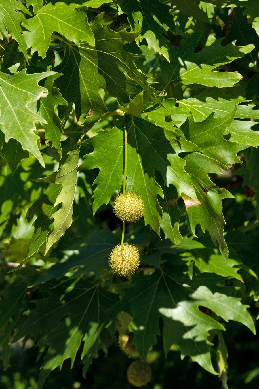 Изображение особи Platanus orientalis.