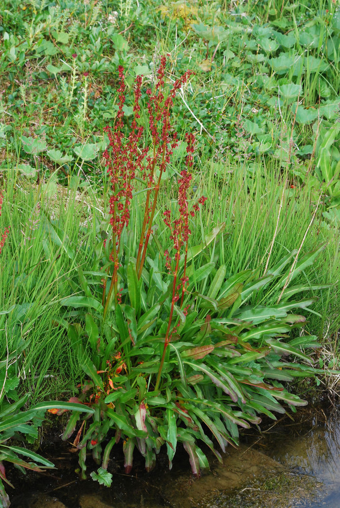 Изображение особи Rumex arcticus.