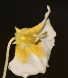 Physalis angulata