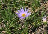 Aster alpinus