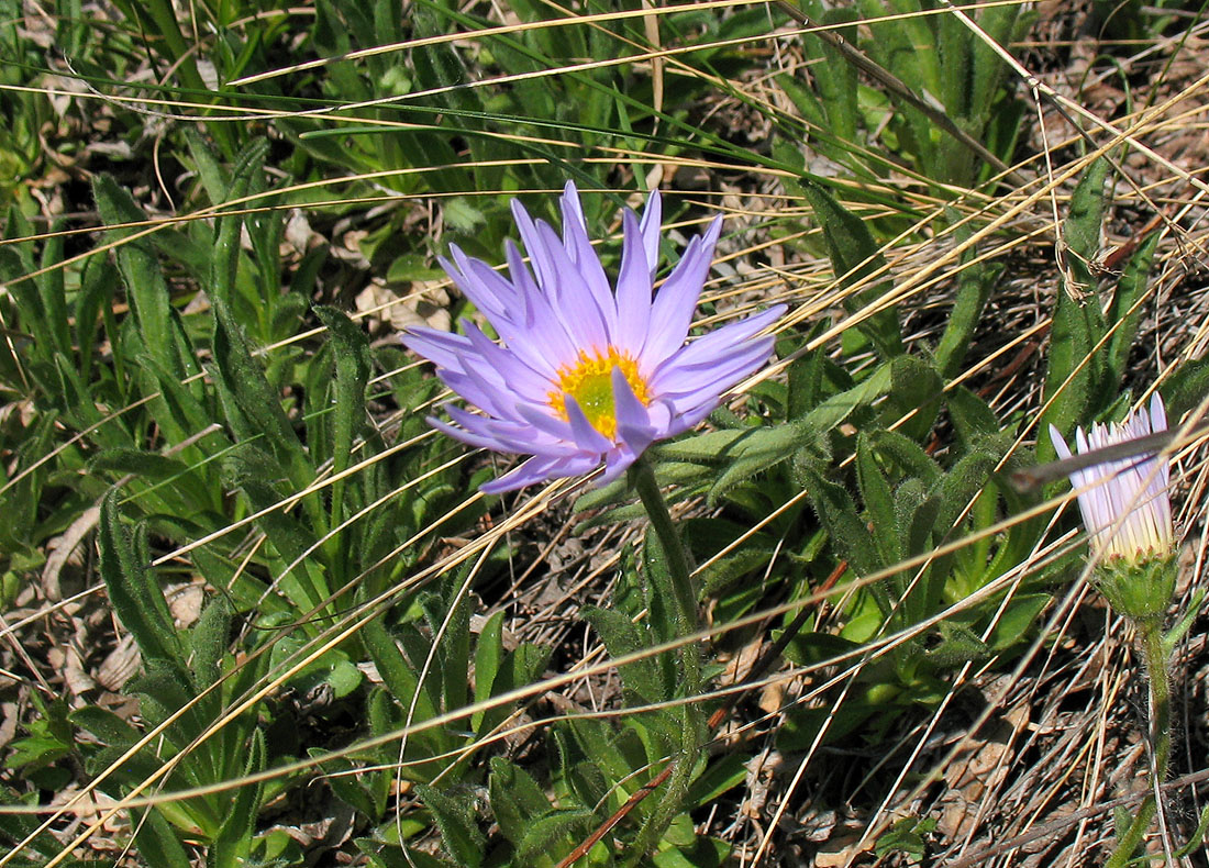 Изображение особи Aster alpinus.