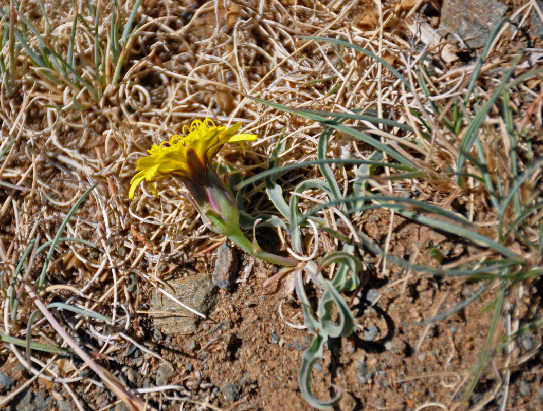 Image of Scorzonera curvata specimen.