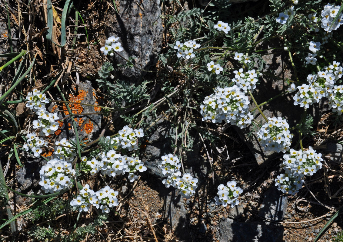 Image of Smelowskia alba specimen.