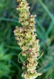 Rumex pseudonatronatus. Соплодие. Камчатский край, Усть-Камчатск, пос. 2-й завод, берег залива в р-не парома. 25.08.2016.