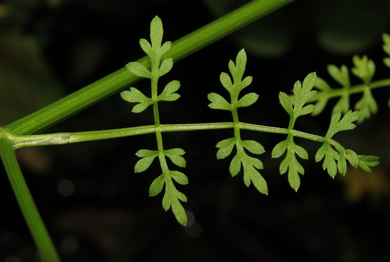 Image of Oenanthe aquatica specimen.