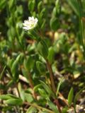 Stellaria humifusa