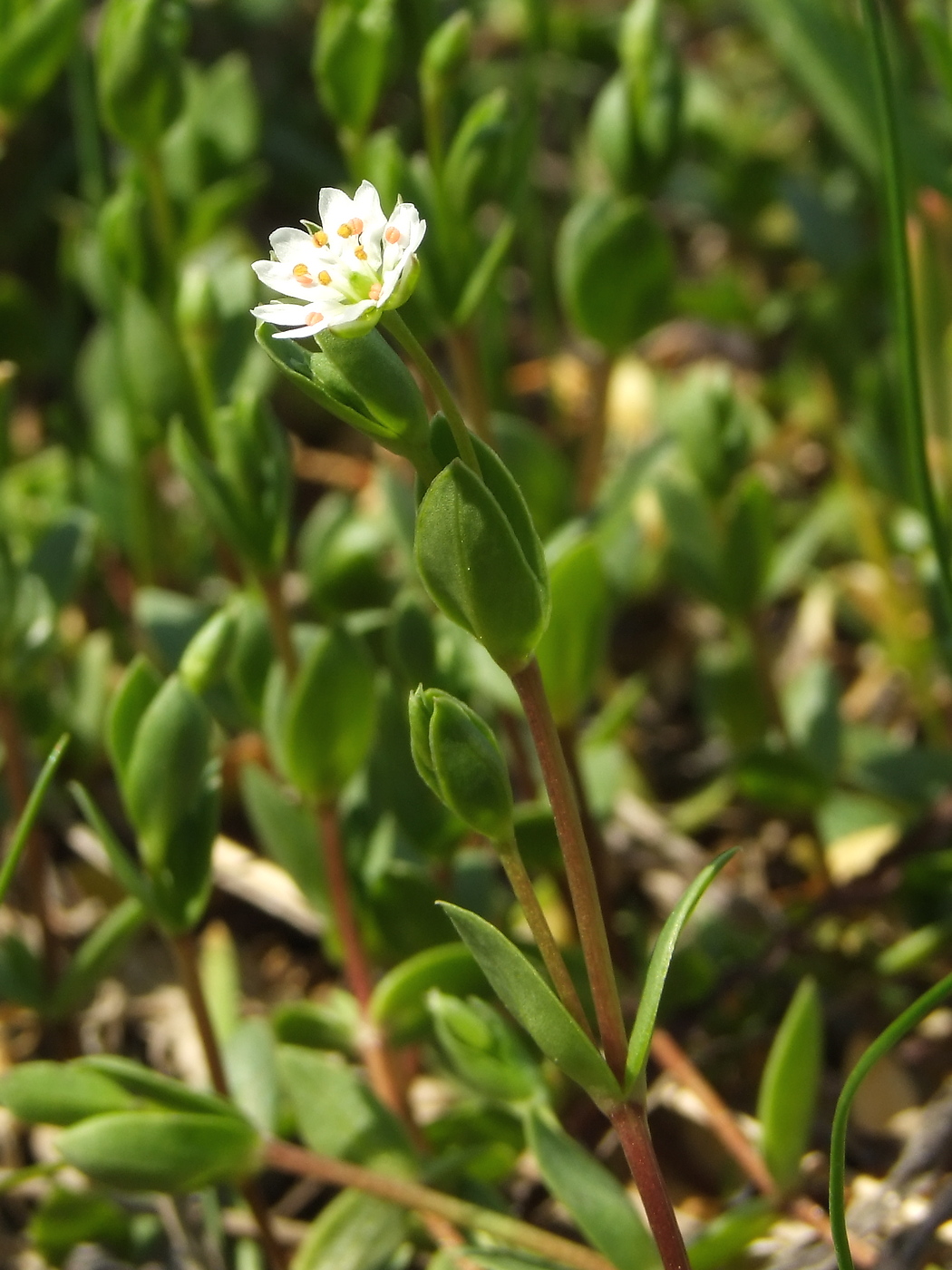 Изображение особи Stellaria humifusa.