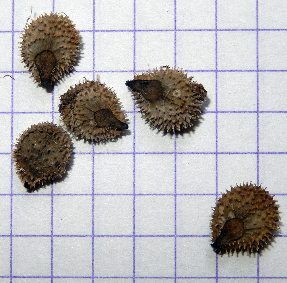 Image of Solenanthus biebersteinii specimen.