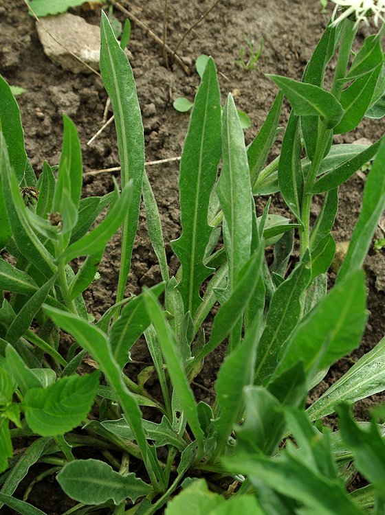 Image of Centaurea cheiranthifolia specimen.