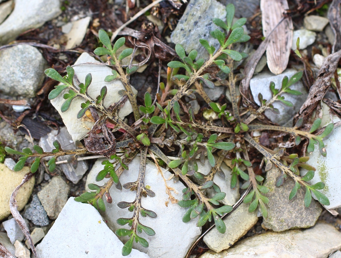 Image of Lepidium ruderale specimen.